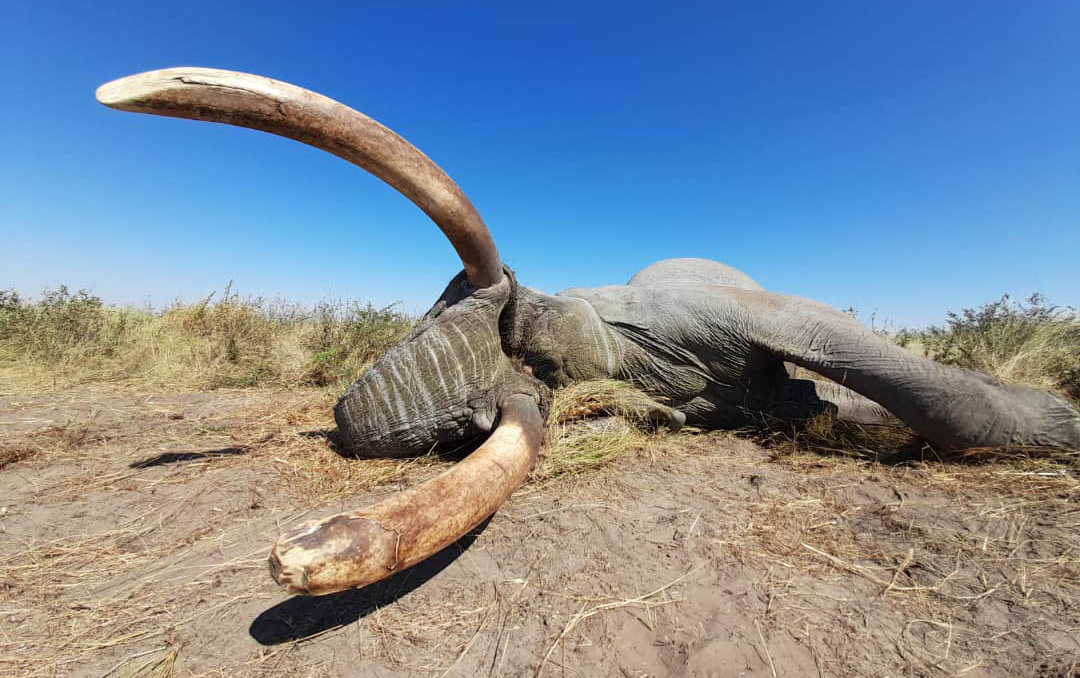 Botswana-Elephant-Hunt